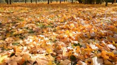 Akçaağaç sarısı yapraklar yerde