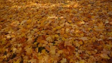 Akçaağaç sarısı yapraklar yerde