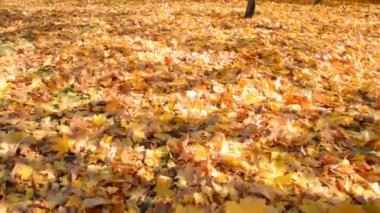 Akçaağaç sarısı yapraklar yerde