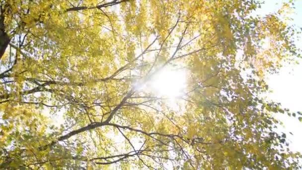 Yellow autumn trees and sun rays — Stock Video