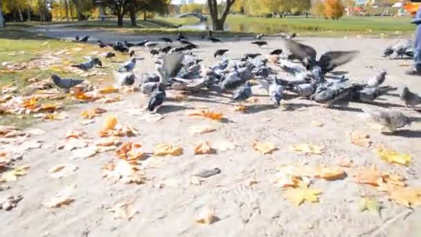 Зграя міських голубів, що хапають зерно — стокове відео