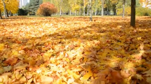 Arce hojas amarillas en el suelo — Vídeos de Stock