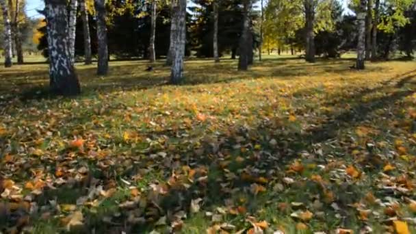 草坪移动留下桦树 — 图库视频影像