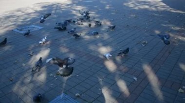 Şehir güvercini besleniyor