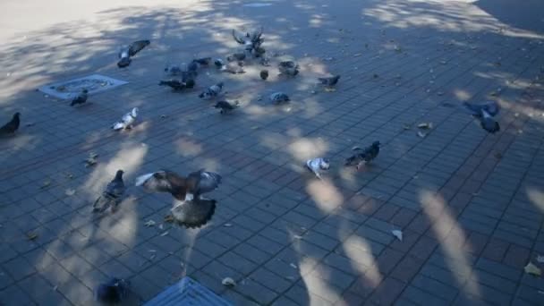城市鸽子喂食 — 图库视频影像