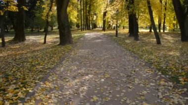 Sonbahar parkındaki patikada yürüyorum.
