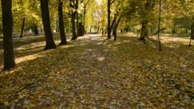 Sonbahar parkındaki patikada yürüyorum.