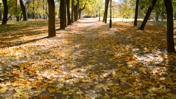 Caminando por el sendero en el parque de otoño — Vídeo de stock