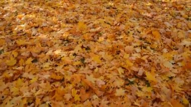 Sarı Düşen Yaprakların Arkaplanı İlk Kişinin Görünüşü