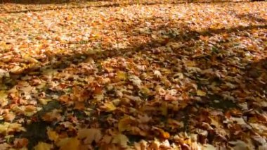 Zemin parlak sarı yapraklarla kaplı.