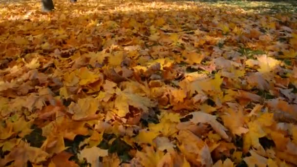 Otoño Follaje Seco Dorado Suelo — Vídeos de Stock