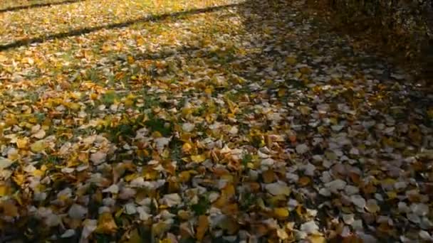 Sonbahar Altın Kuru Yaprakları Yerde — Stok video