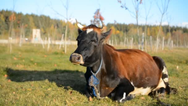Vaca marrom descansando na grama em uma fazenda — Vídeo de Stock
