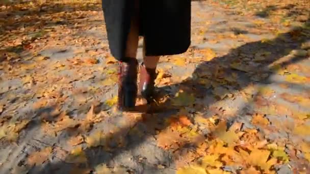 Negocios Escalones femeninos caminando a lo largo del colorido follaje otoñal de la ciudad — Vídeos de Stock