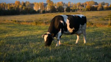 siyah-beyaz inek çim yeme