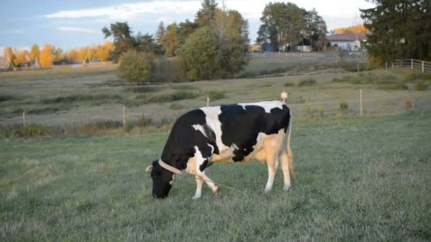 Μαύρο και άσπρο αγελάδα που τρώει χόρτο — Αρχείο Βίντεο