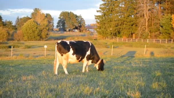 Vaca blanca y negra comiendo hierba — Vídeo de stock