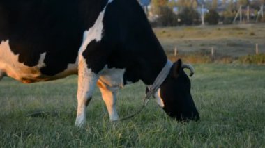 İnekler çayırda otluyor.