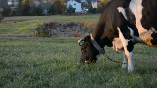 Krowy pasące się na łące — Wideo stockowe
