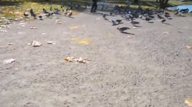Güvercinler koşuyor ve ekmek yiyor.