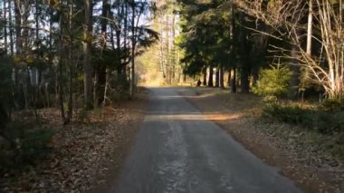 Ormanda yürüyen bir turist.