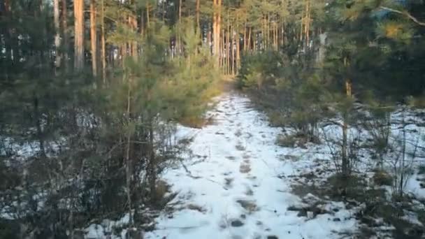 Walking in winter along a forest path — Stock video