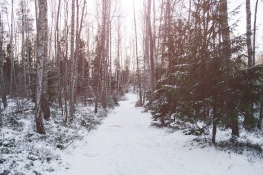 Ormanda güneşli bir ışıkla karlı bir yol