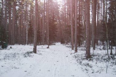 Ormanda güneşli bir ışıkla karlı bir yol