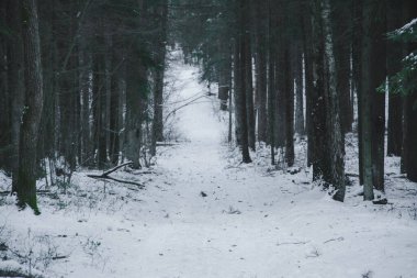 Ormanda güneşli bir ışıkla karlı bir yol