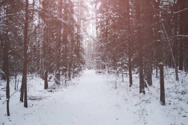 Ormanda güneşli bir ışıkla karlı bir yol