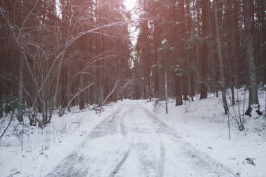 Kış ormanı manzarasında bir orman yolu