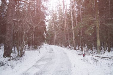 Kış ormanı manzarasında bir orman yolu