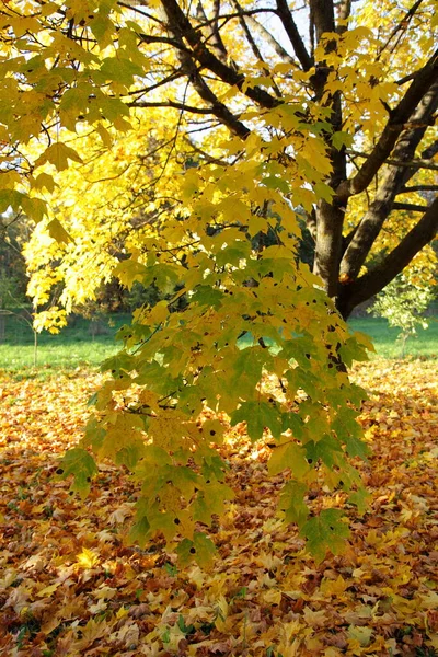 Branches Érable Jaunes Avec Des Feuilles Automne Sur Herbe Verte — Photo