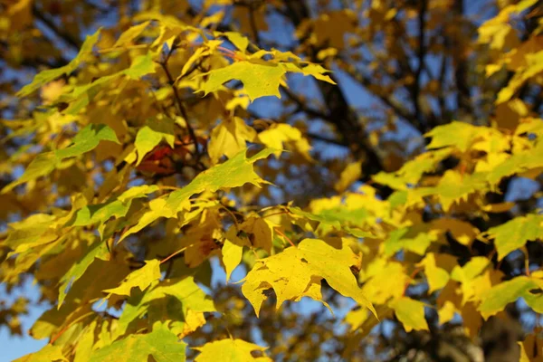 Feuilles Érable Vert Jaunâtre Sur Branche Arbre Plein Air Jour — Photo