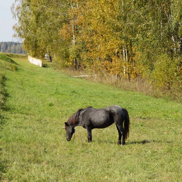 俄罗斯秋天 一匹美丽的黑马在绿草上吃草 — 图库照片