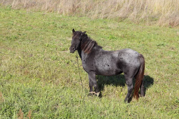 秋天的一天 一匹黑马在青绿干枯的草地上吃草 欧洲乡村自然景观 — 图库照片