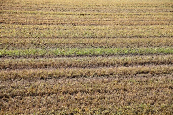 Hermoso Campo Cultivado Arado Marrón Con Surcos Rayas Horizontales Textura —  Fotos de Stock