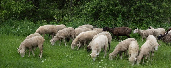 Muchas Ovejas Hierba Verde Día Verano Finca Filial Campo — Foto de Stock