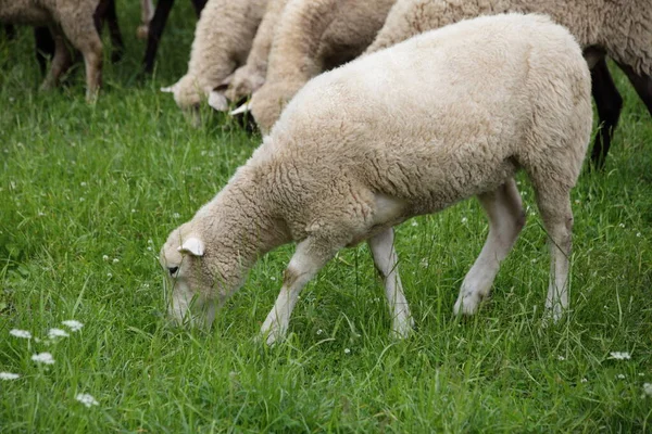 Ovelha Branca Grama Verde Pasto Dia Verão Quinta Filial Aldeia — Fotografia de Stock