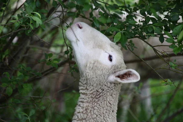 Ein Schaf Frisst Blätter Von Einem Gartenbaum — Stockfoto