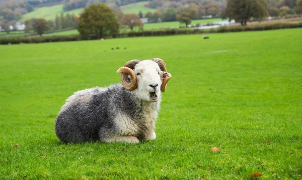 Moutons Reposant Dans Champ Herbe Verte Moutons Matures Avec Cornes — Photo