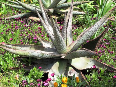 dağ aloe