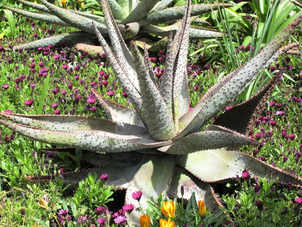 Mountain Aloe — Stock Photo, Image