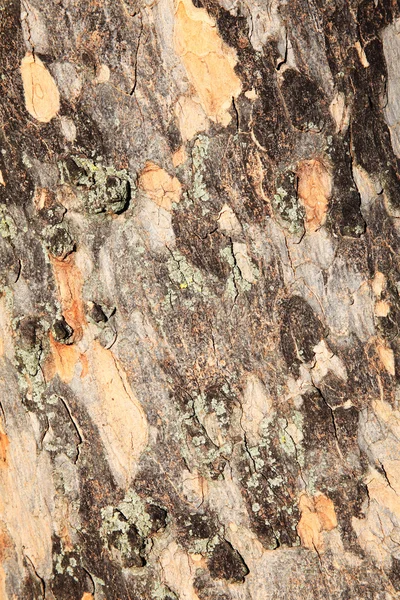 Bark background — Stock Photo, Image