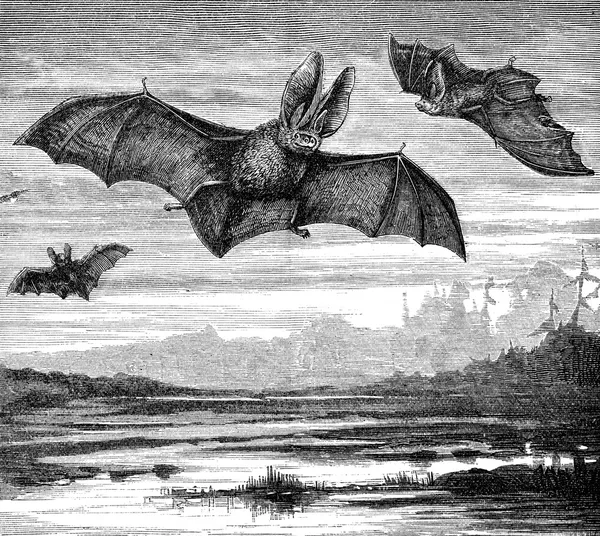Morcegos de orelhas longas — Fotografia de Stock