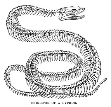 Python iskelet