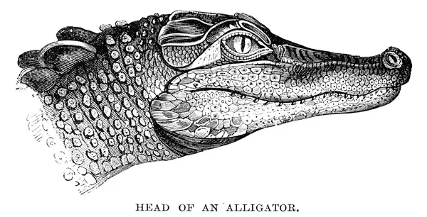 Аллигатор — стоковое фото