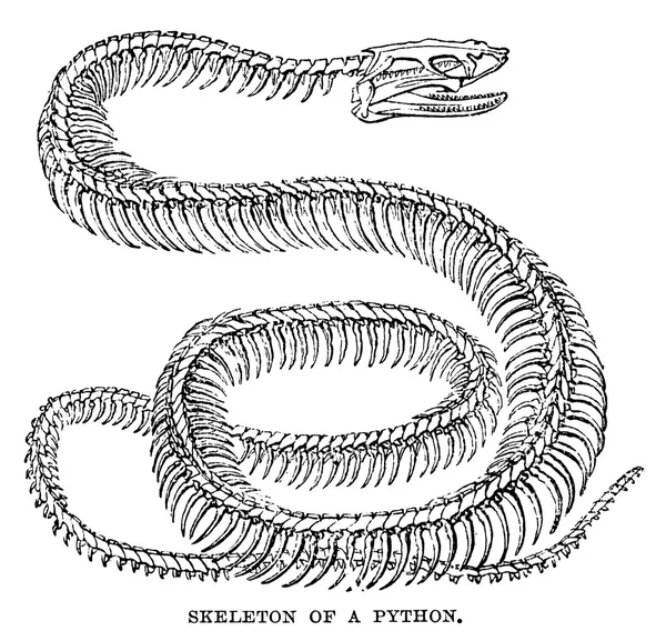 Python σκελετός — Φωτογραφία Αρχείου