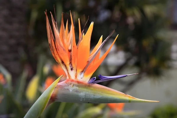 Bird of paradise Stock Photo