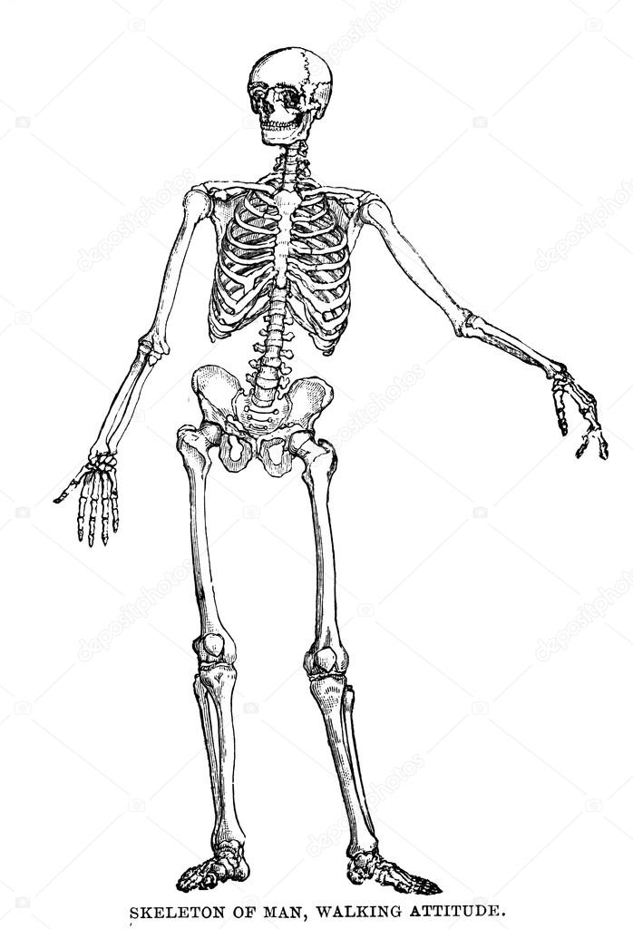 Human skeleton Stock Photo by ©lenschanger 47043743